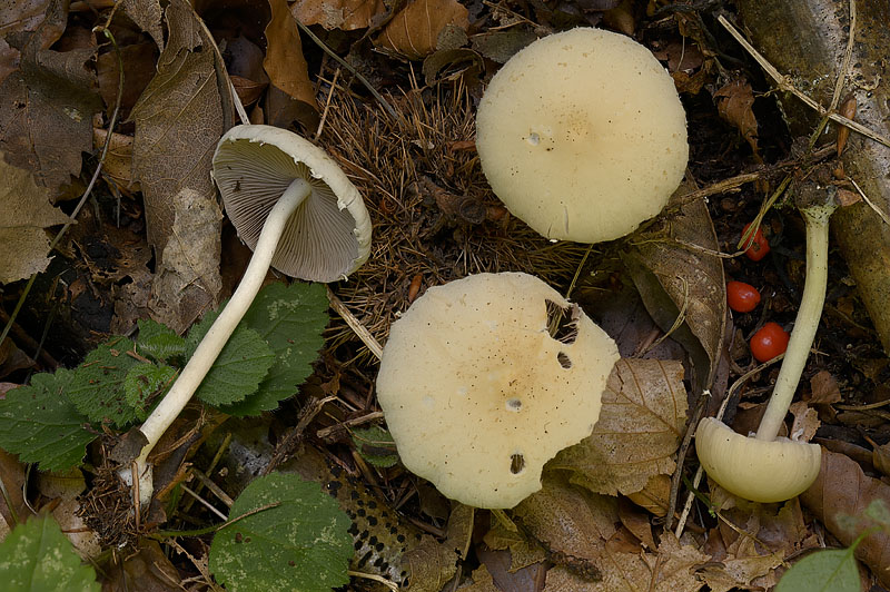 Candolleomyces candolleanus